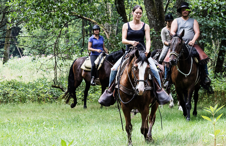 Wanderreiten Niederbayern. Nationalpark bis Donau: Klicke hier für die besten Wanderreit-Routen im Wald.