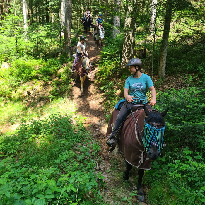 Pferde Pension Bayerischer Wald. Lust auf Wanderreiten? Beste Stationen zwischen Nationalpark & Donau finden.