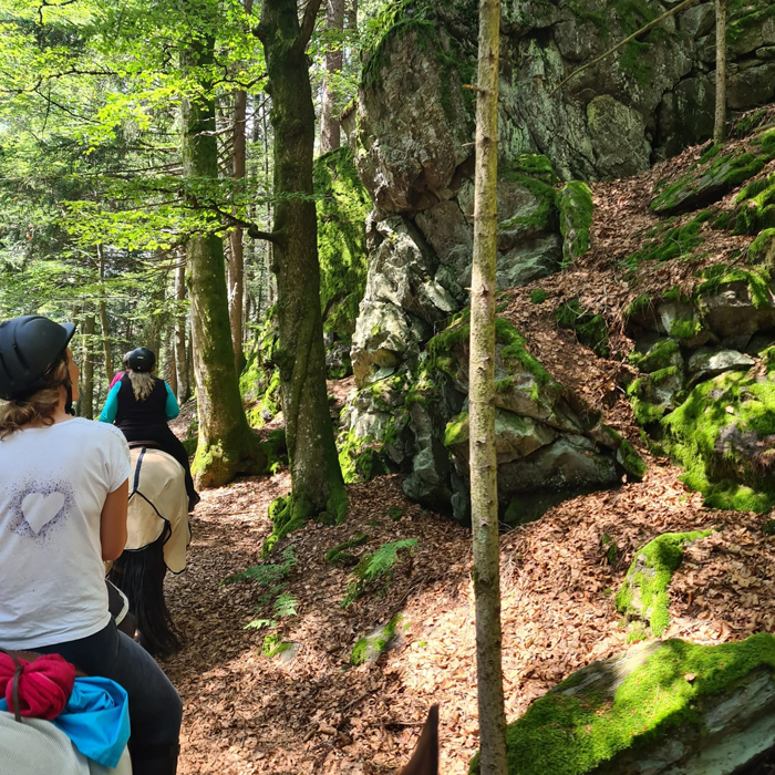 Wanderreiten Bayerischer Wald planen. Kein Traum, sondern Plan: Die schönsten Wanderreit-Etappen vom Nationalpark bis zur Donau.